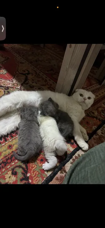 Милые котята шотладские вислоухие — фото 2
