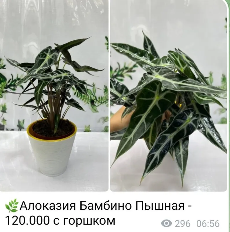 Алоказия Анторо Вельвет, Алоказия Фрайдек, Алоказия Локо и Алоказия Ма — фото 2