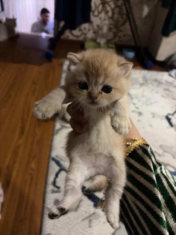 Котята 3