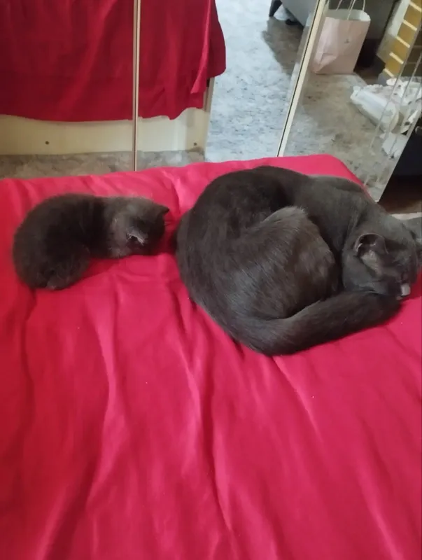 Продаётся котёнок, 2 месяца, цена 150 000, маленький Продаётся котёнок, 2 месяца, цена 150 000, маленький