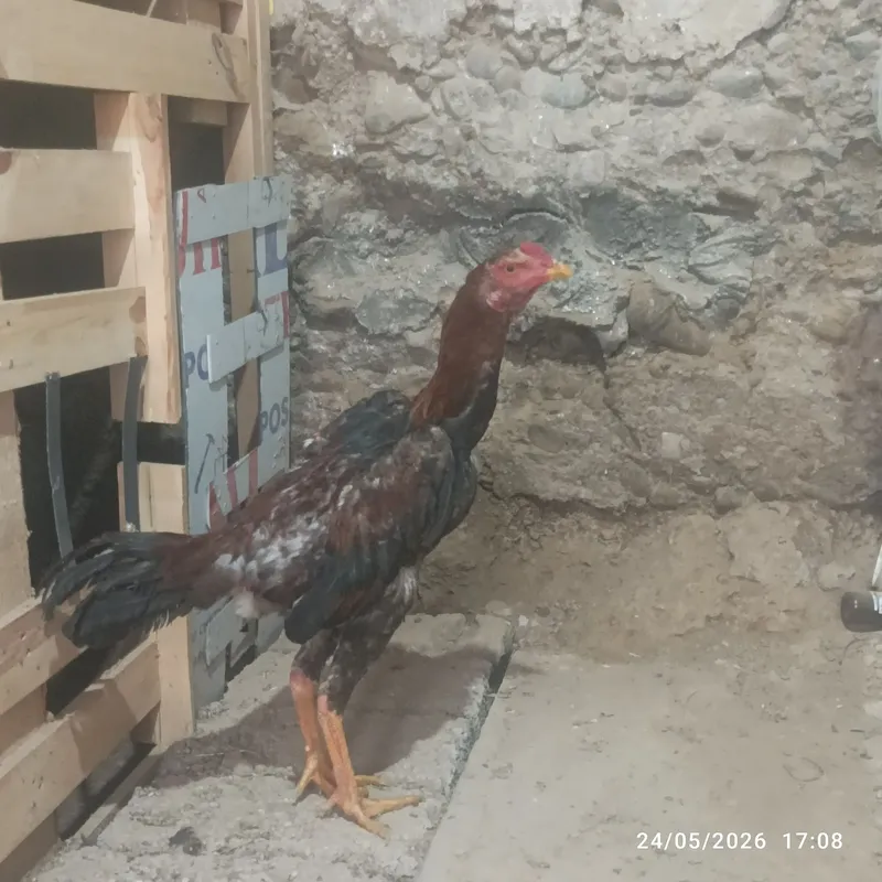 Joʻja horoz sotilad tovu par yahshi narsa arzon narxda!