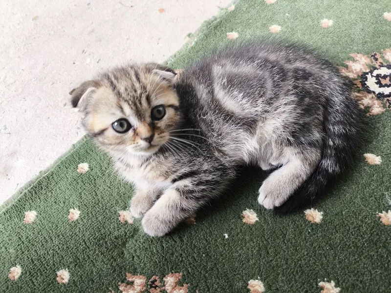 котята вислоухие