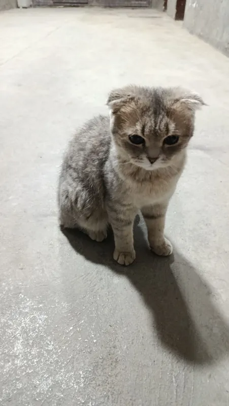 Mushuk scottish fold