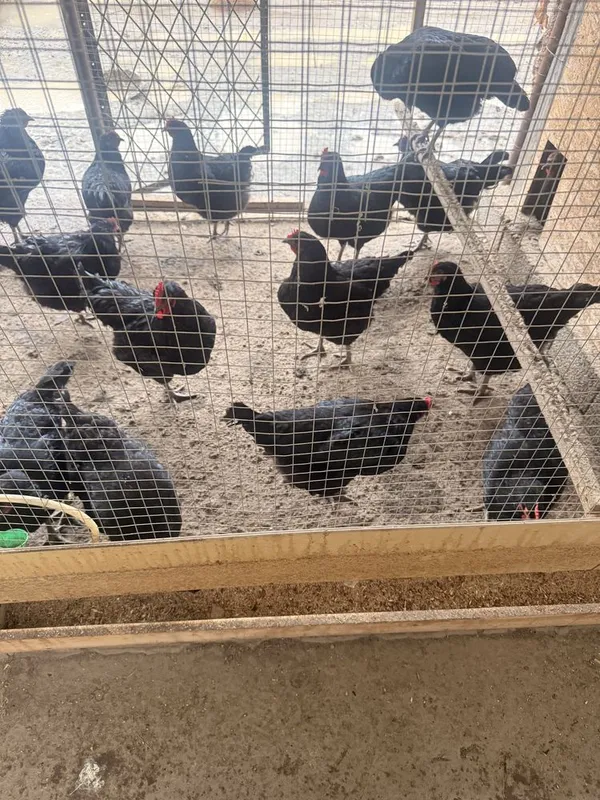 Qara shaxzoda tuxumlari sotiladi bostirishga oldindan tel yegib berila — фото 3