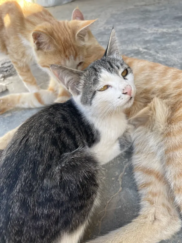 Котёнок 3 Котёнок 3