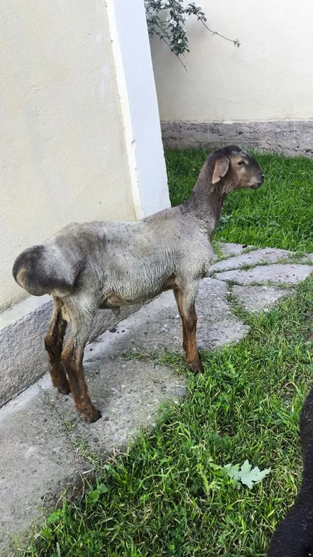 Qoy sotiladi qochqor