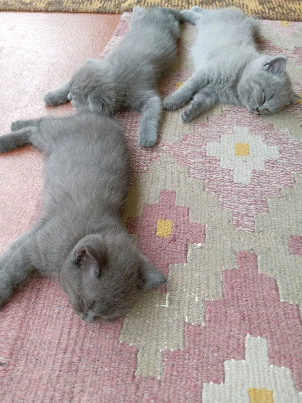 котята на продаже, умные, игривые, знают лоток 2