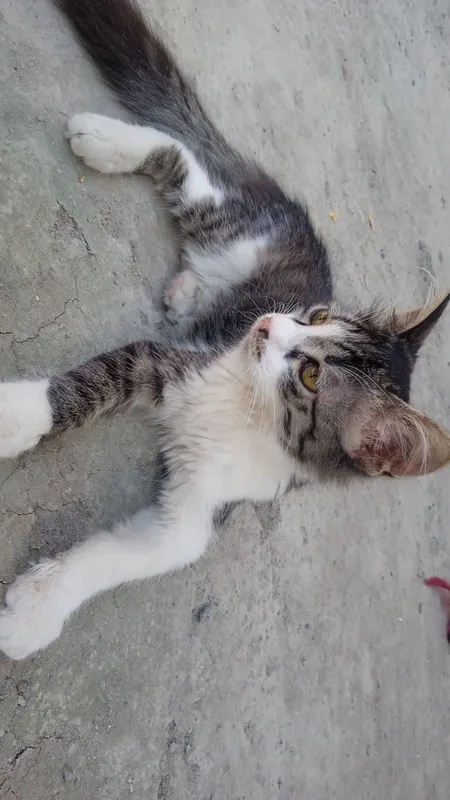 Котёнок 2 Котёнок 2