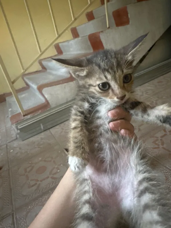 Отдам котят даром 2 Отдам котят даром 2