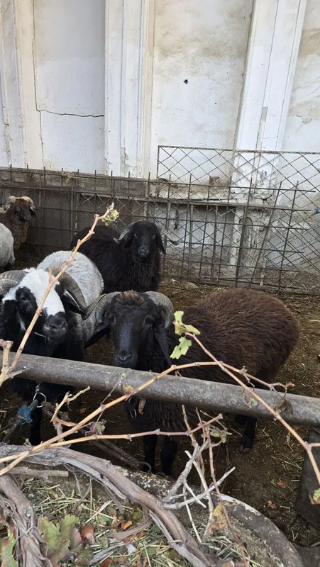 Tagallar tez va arzon narzda sotiladi — фото 1