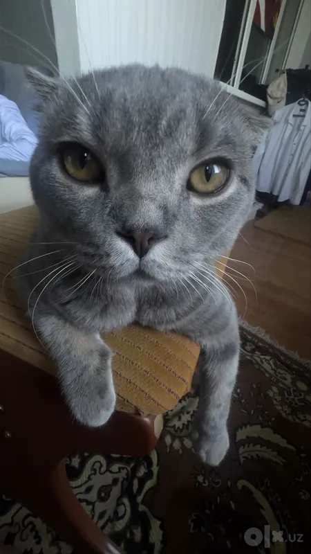 Scottish Fold MuMu 1 Scottish Fold MuMu 1