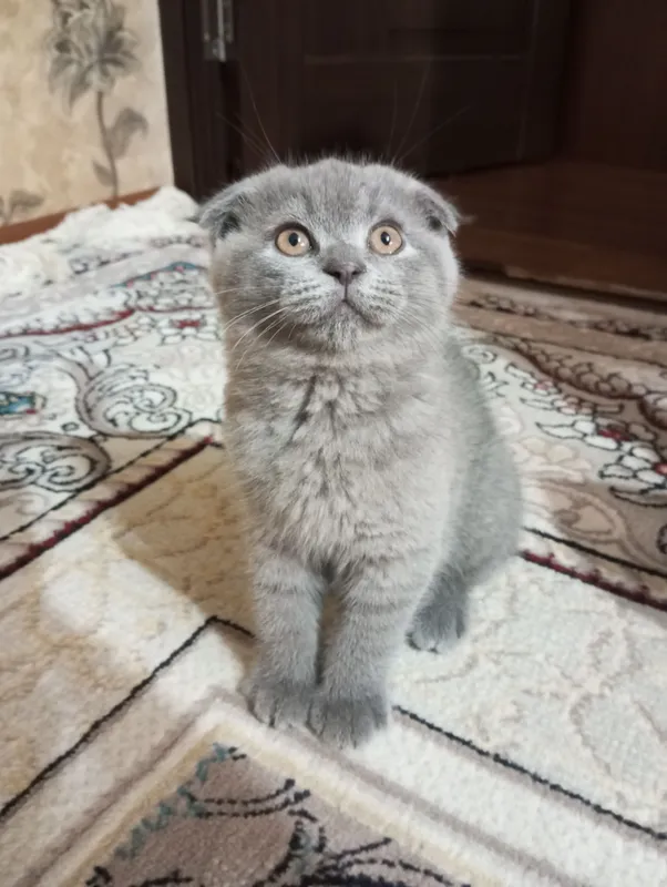 Британцы:Скотиш фолд. — фото 8