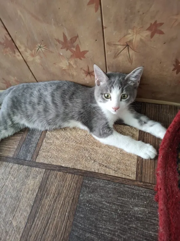 Отдам котят в хорошие руки 1
