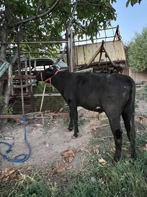 Buqachalar sotiladi soni 2 ta 5