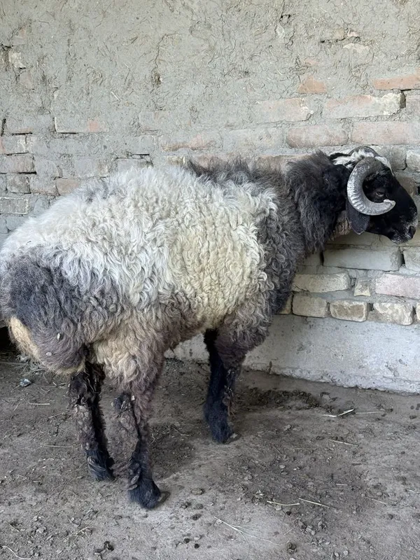 Sog’lom qôchqor 2yosharga yetmagan o’tgan yilgi qôchqor sotiladi
