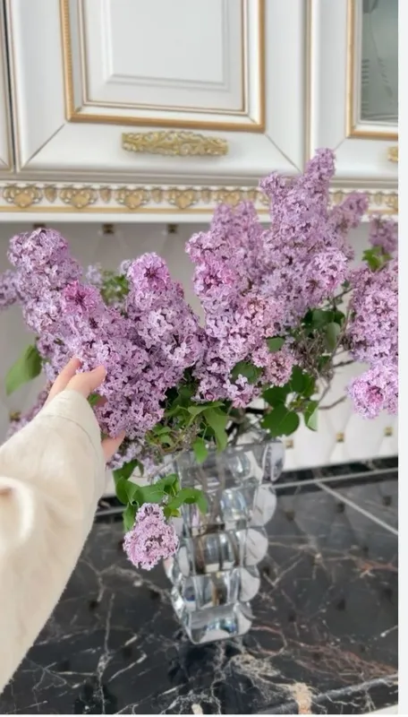 Сирень кучати саженцы сирени