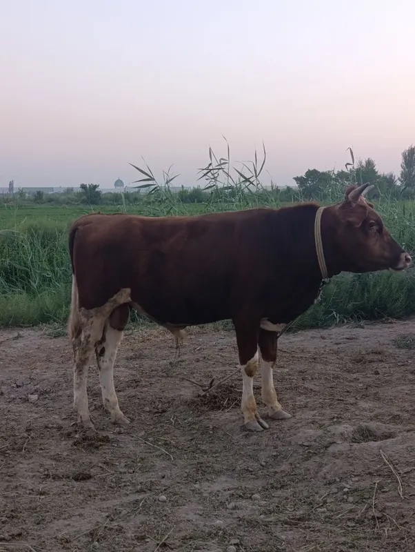 Buqqalar sotiladi 8
