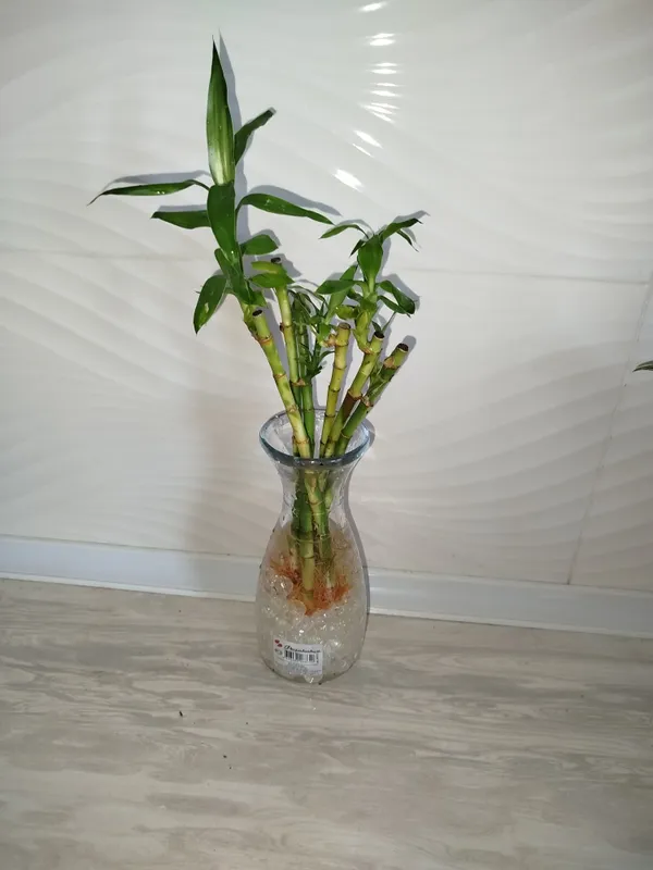 Bambuk donali бамбук Bambuk donali бамбук