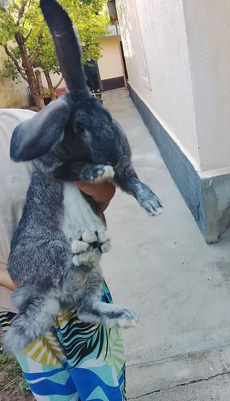 Quyon zotli kurka 6 Quyon zotli kurka 6