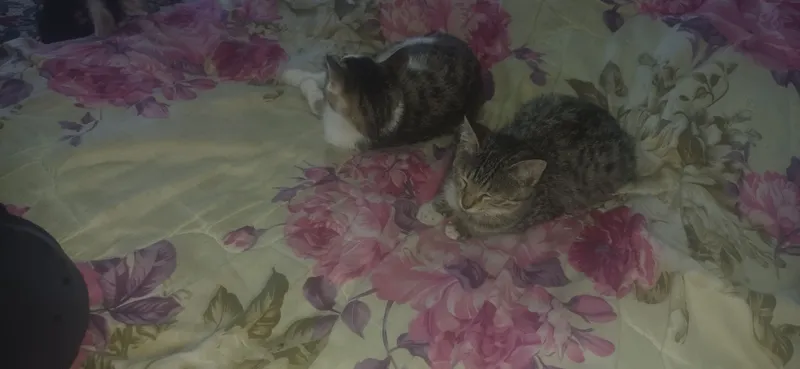Zotsiz mushuklar 3 Zotsiz mushuklar 3