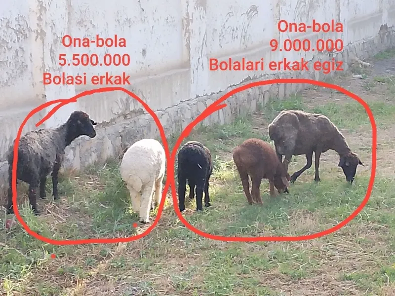 Ona-bola qo'ylar sotiladi