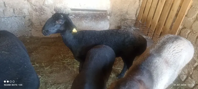 Yosh qoylar sotiladi 4