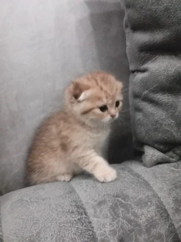 Продается котёнок — фото 4