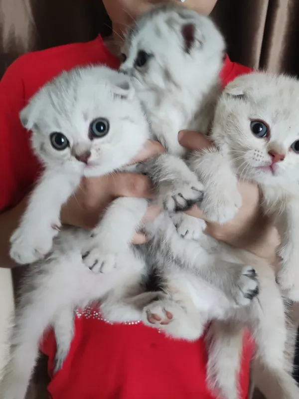 Продаются чистокровные котята 1 Продаются чистокровные котята 1