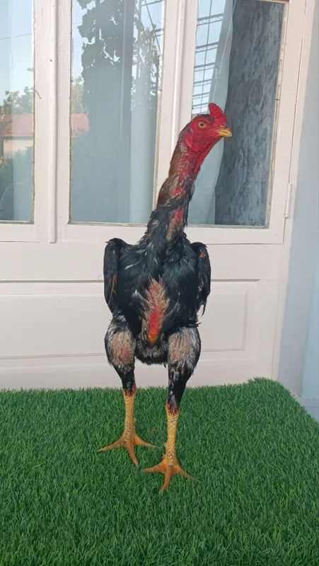 Dakan xoroz sotiladi 8