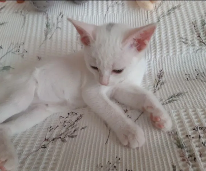 Котята в добрые руки. 4 Котята в добрые руки. 4
