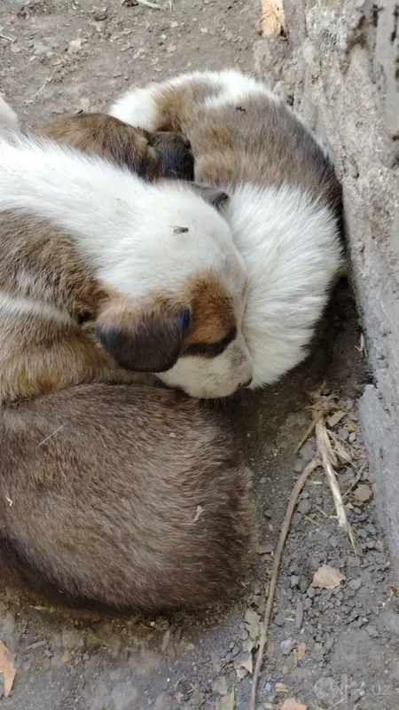 Kuchukchalarni mehribon qo‘llarga beraman! 2 Kuchukchalarni mehribon qo‘llarga beraman! 2