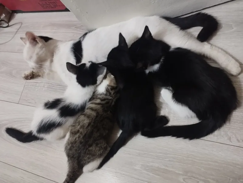 Mushukchalarni beraman. 2,5 oylik. Lotokka o‘rgatilgan 1