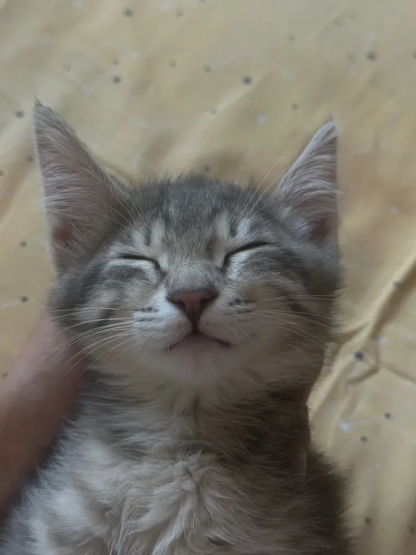 Котенок, 3 месяца — фото 1