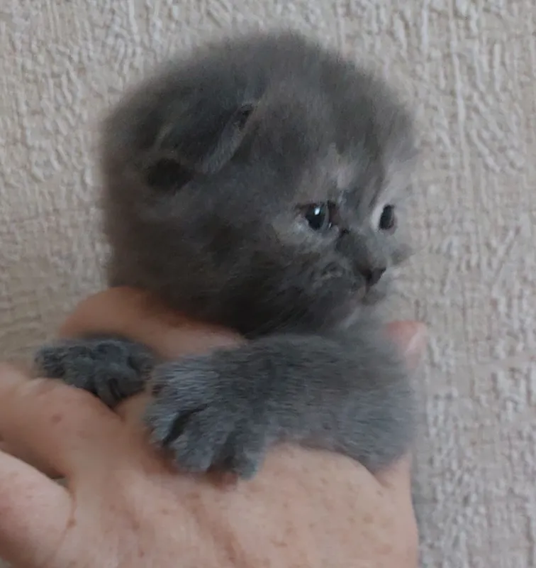 Котята милые породистые 4 Котята милые породистые 4