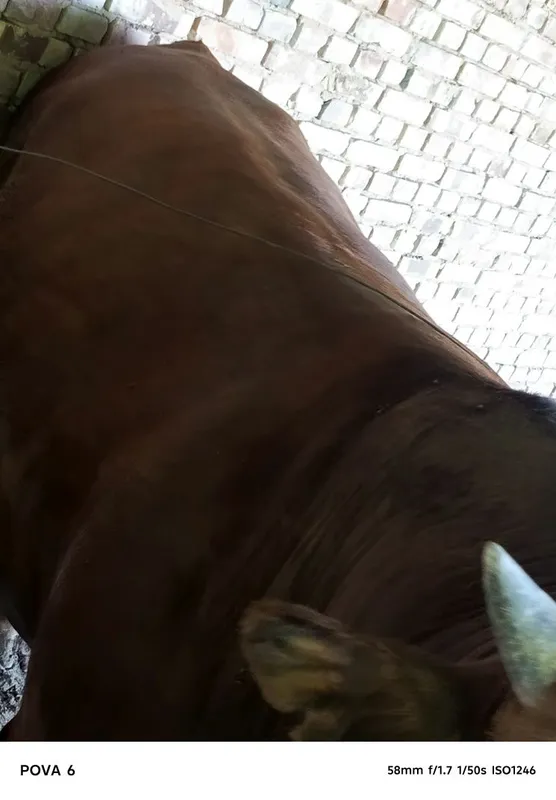 Limuzin buqa sotiladi 1 yosharu 5 oylik , boʻyi 142 , vesi 780 kg 2 Limuzin buqa sotiladi 1 yosharu 5 oylik , boʻyi 142 , vesi 780 kg 2