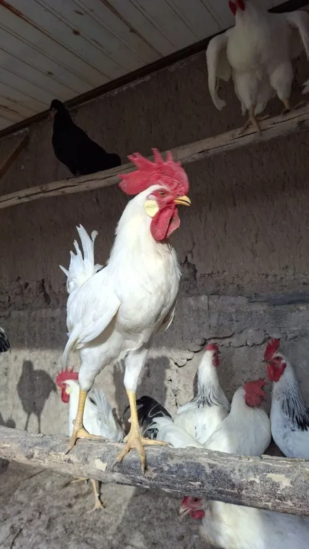 Adler ,Legorin xoʻrozlar sotiladi
