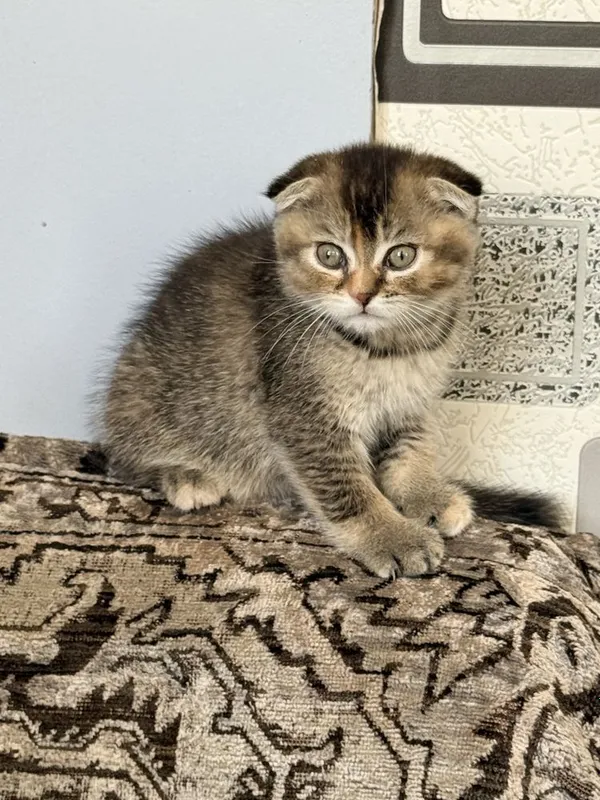 Шотландские котята 2 Шотландские котята 2
