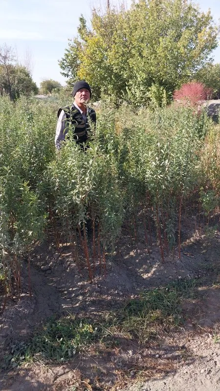 Zaldori Shaftoli va Bodom ko'chatlari narxi kelishilgan holda — фото 1