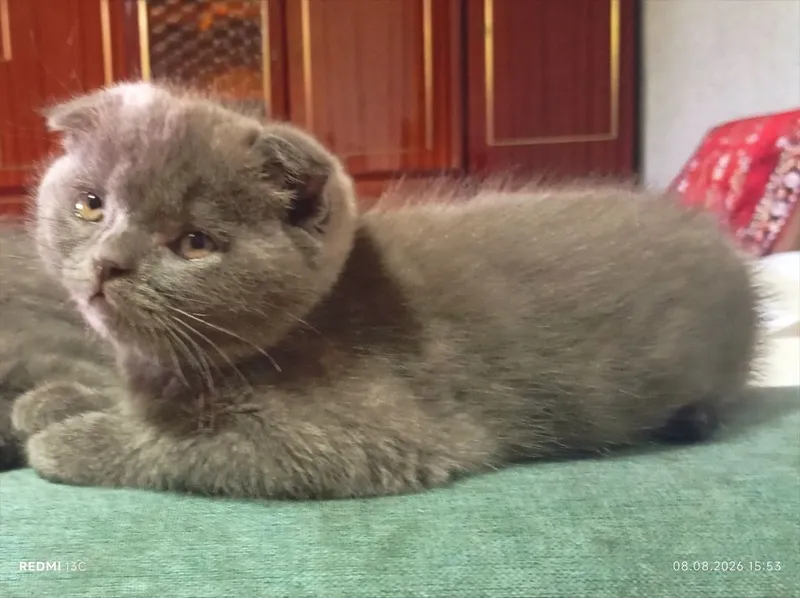 Котята скоттиш фолд/страйт 2 Котята скоттиш фолд/страйт 2