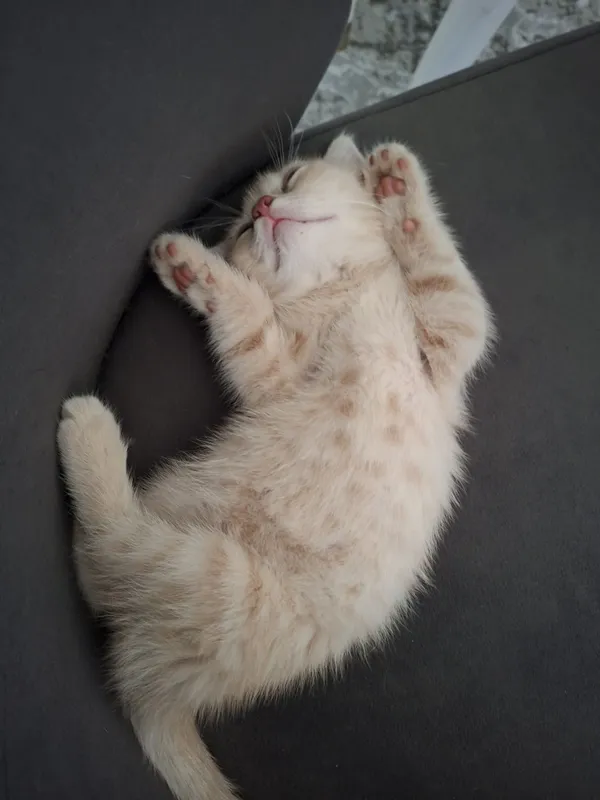 Продам котенка скотшолд страйт 3 месяца — фото 2