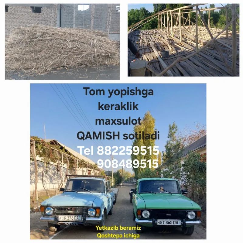 Qamishlar bor voqlik