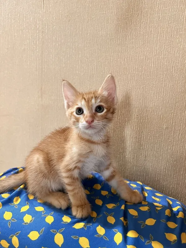Отдаю котят в добрые руки — фото 1