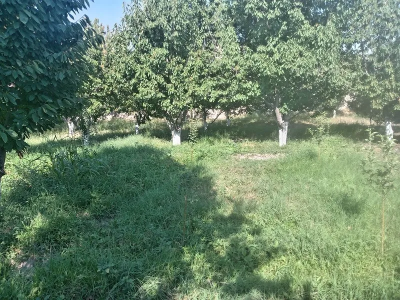 Фаргона шахар бешбола 3 Фаргона шахар бешбола 3