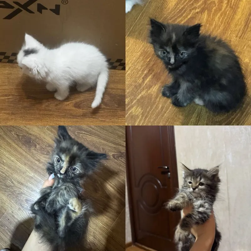 Котята в добрые руки