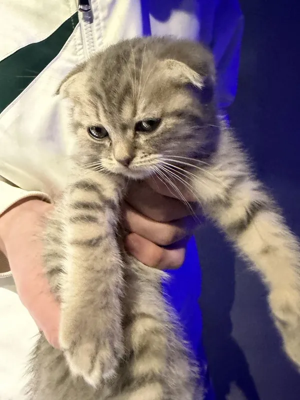 Продается кошка и котенок — фото 2 Продается кошка и котенок — фото 2