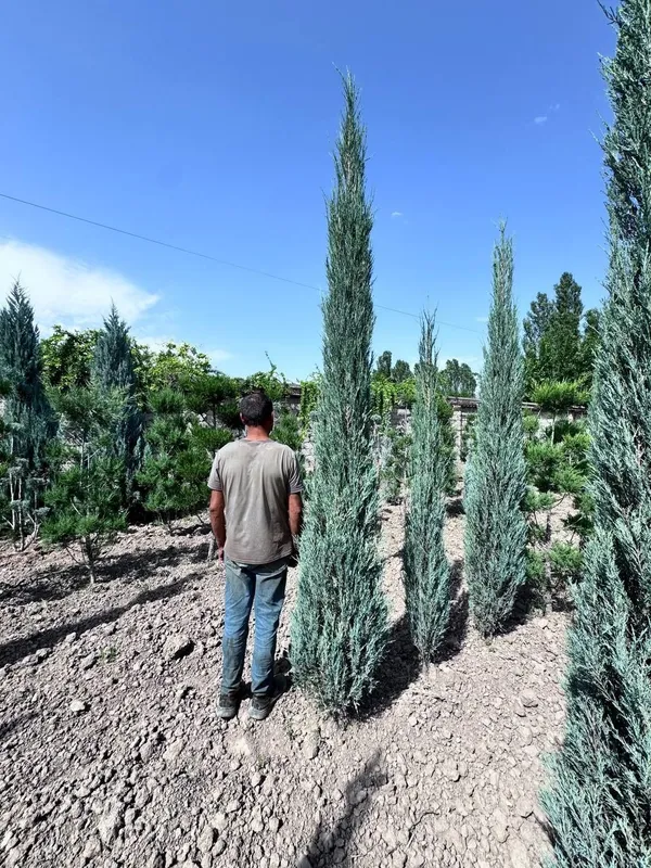 Archalar sotuda italya va mesni bor 8