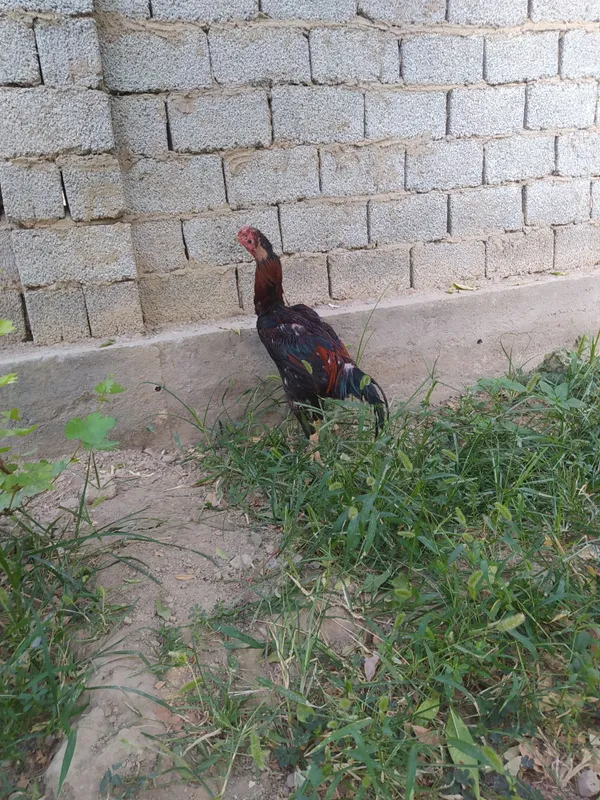 Dakan xo'roz sotiladi 7 Dakan xo'roz sotiladi 7