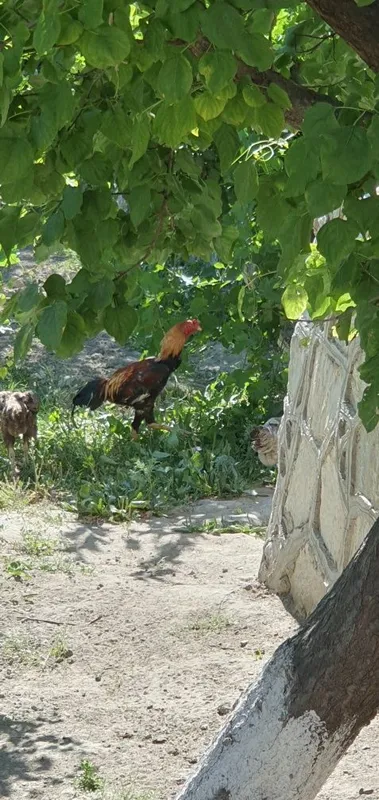 Ассалому алейкум 3