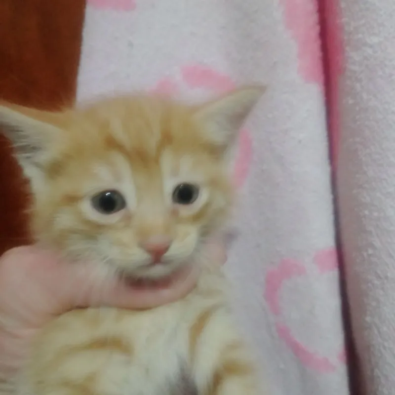 Котята даром срочно — фото 2