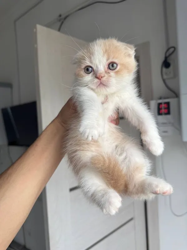 Шотландиский кошки котята продам срочно — фото 3